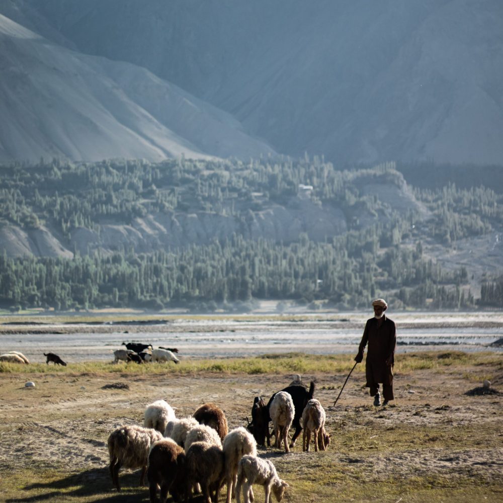 A shepherd leads sheep across Skardu's vast, picturesque countryside with mountains in the background.